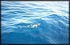pict010.jpg